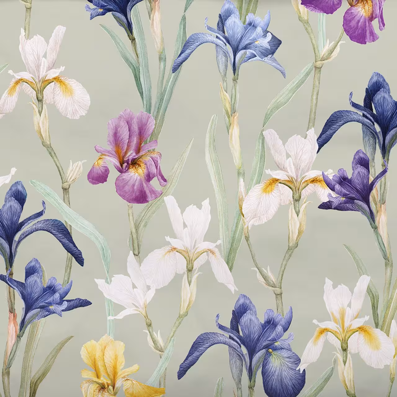 Iris, Iris-Muster, Blumenstoff, Irisblüten, Iris-Druck, 