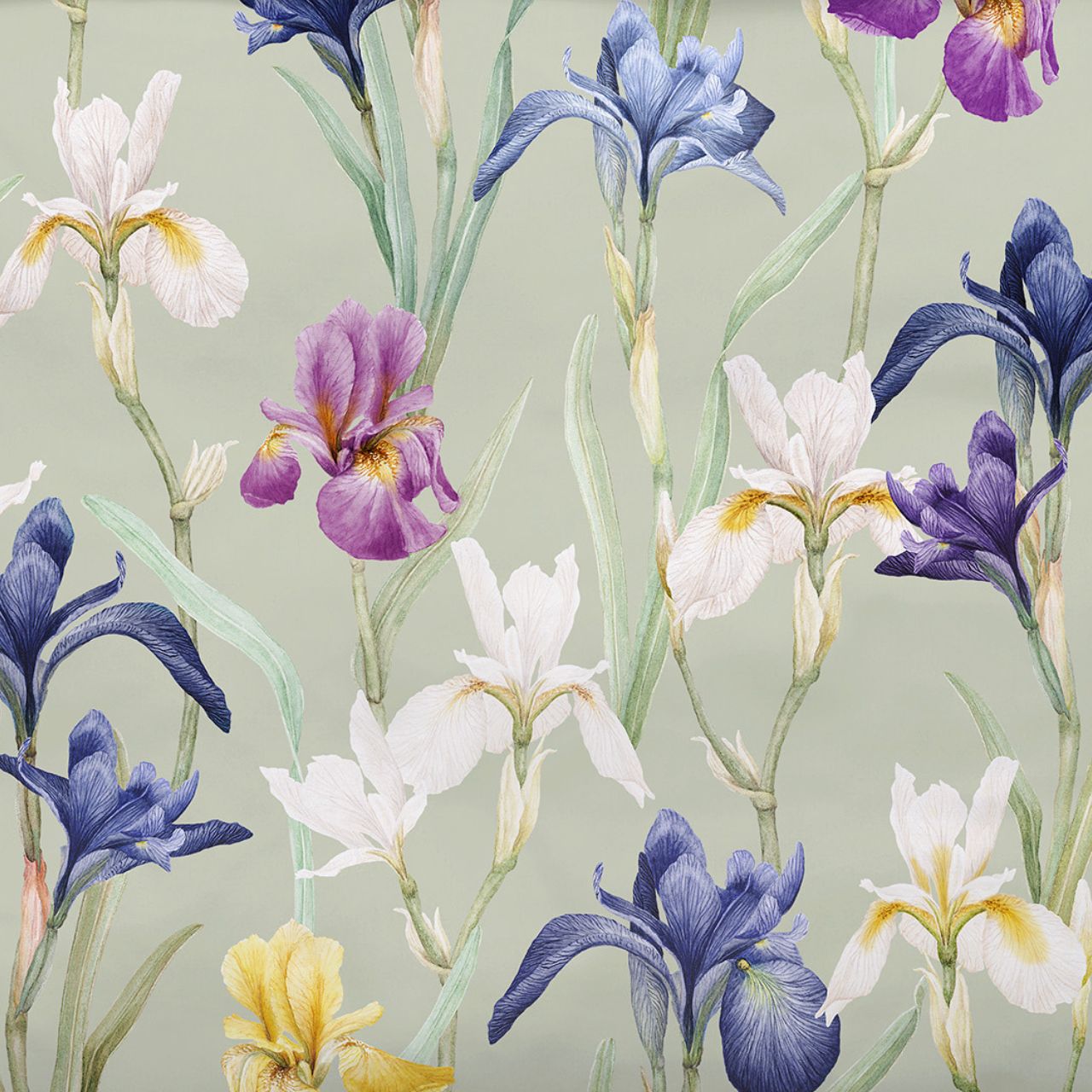 Iris, Iris-Muster, Blumenstoff, Irisblüten, Iris-Druck, 
