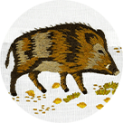 Wildschwein